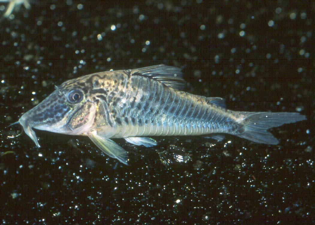 Corydoras barbatus